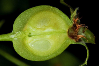 Pome - this crabapple clearly shows the separation between ovary tissue and accessory tissue (recepticale/stem) in the developing fruit - Malus [Rosaceae]